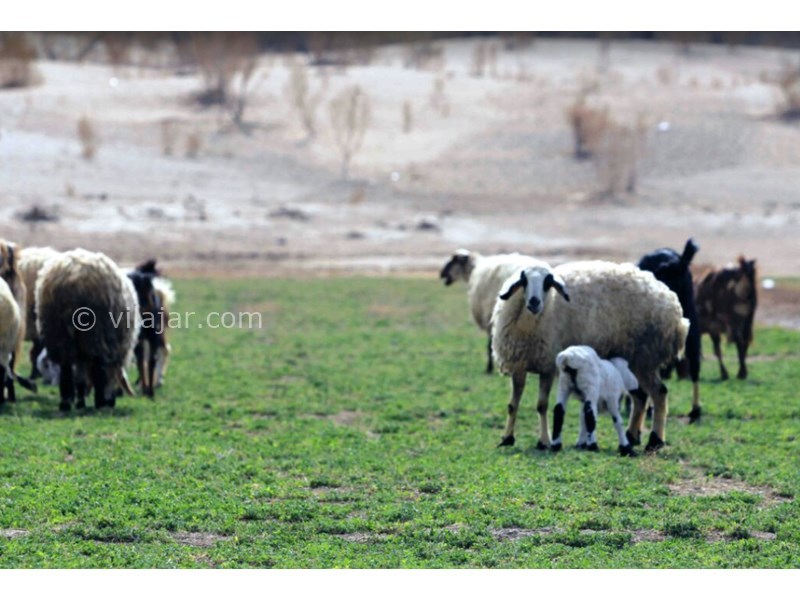 عکس شماره 601520 - اقامتگاه روستایی بابا قاسم - 
