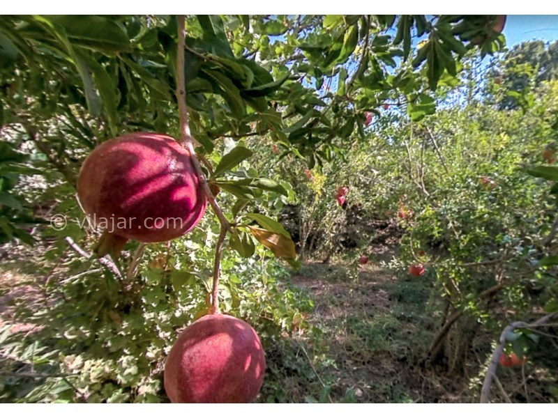 عکس شماره 601856 - اقامتگاه بوم گردی لیلاز - 