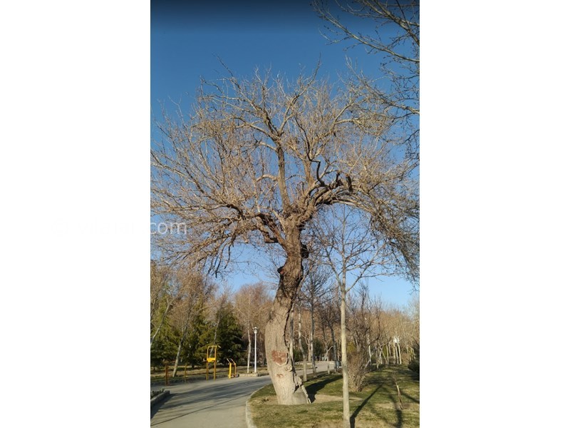 عکس شماره 602587 - مهمان خانه انار در اصفهان - 