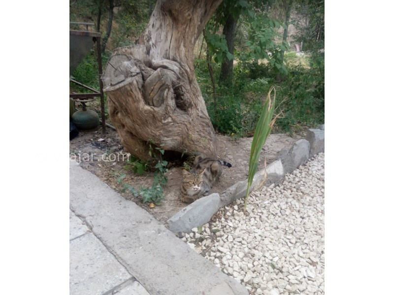 عکس شماره 603922 - اقامتگاه بومگردی کوشک آقا محمد - 