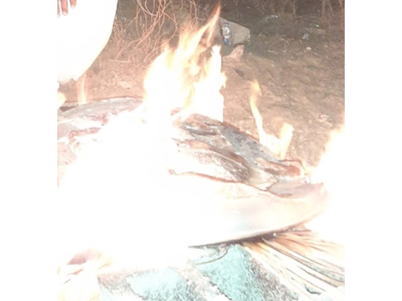 عکس شماره 603996 - اقامتگاه بومگردی درک روستای درک - 