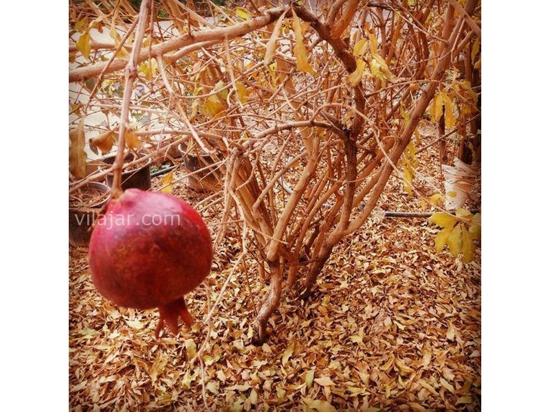 عکس شماره 604085 - اقامتگاه سنتی فانوس ویونا - 