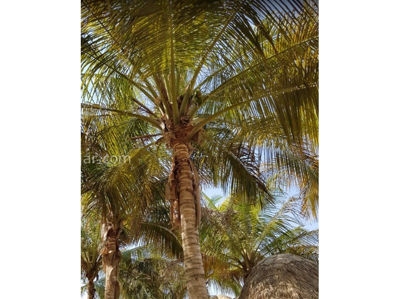 عکس شماره 604777 - اقامتگاه بوم گردی دُر بلوچ - 