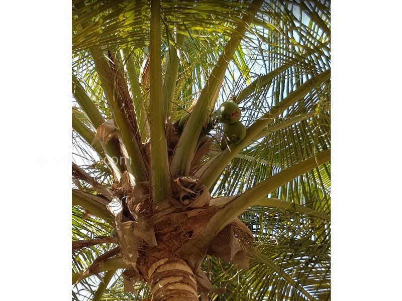 عکس شماره 604778 - اقامتگاه بوم گردی دُر بلوچ - 