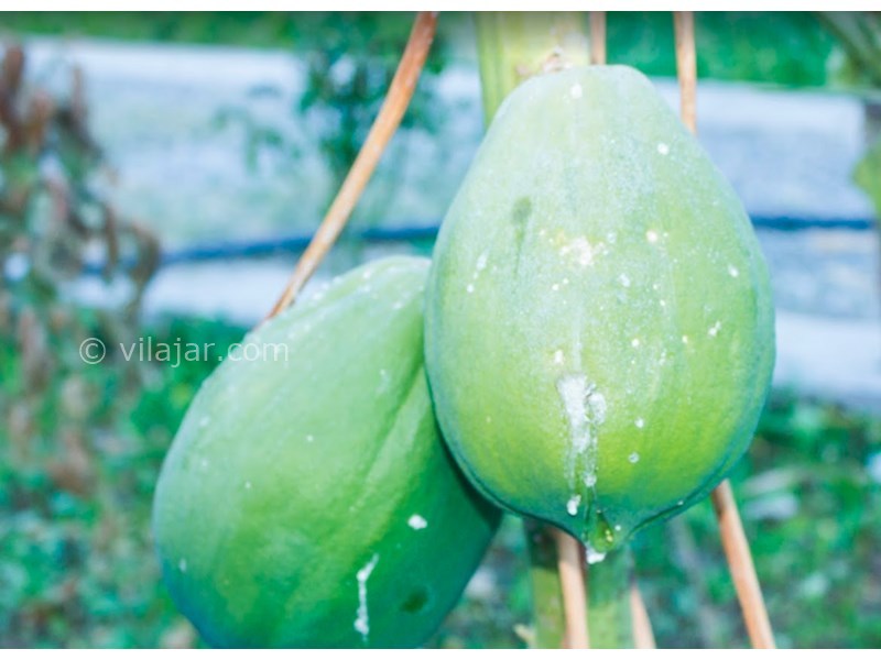 عکس شماره 604958 - اقامتگاه بومگردی بی بی گل - 