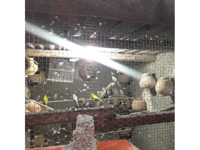 عکس شماره 605065 - اقامتگاه بومگردی خاله زبیده - 