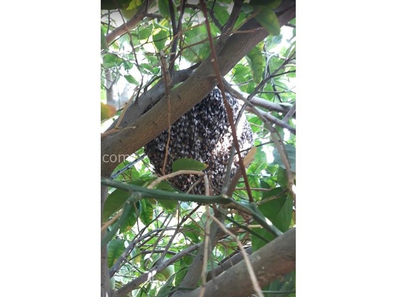 عکس شماره 606764 - اقامتگاه بوم گردی دلفارد - 