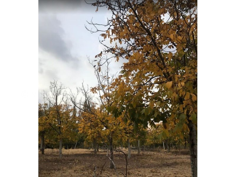 عکس شماره 607478 - اقامتگاه بومگردی نسترن در بافت کرمان - 