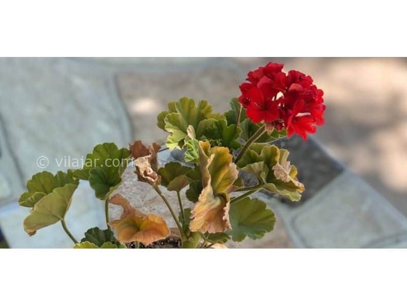 عکس شماره 607480 - اقامتگاه بومگردی نسترن در بافت کرمان - 