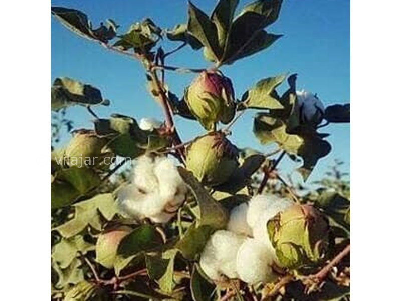 عکس شماره 607695 - اقامتگاه عارف و ماهرخ - 