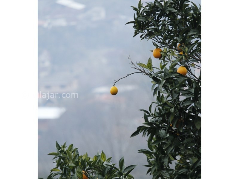 عکس شماره 608752 - اجاره ویلا چوبی سنتی در سوادکوه - 