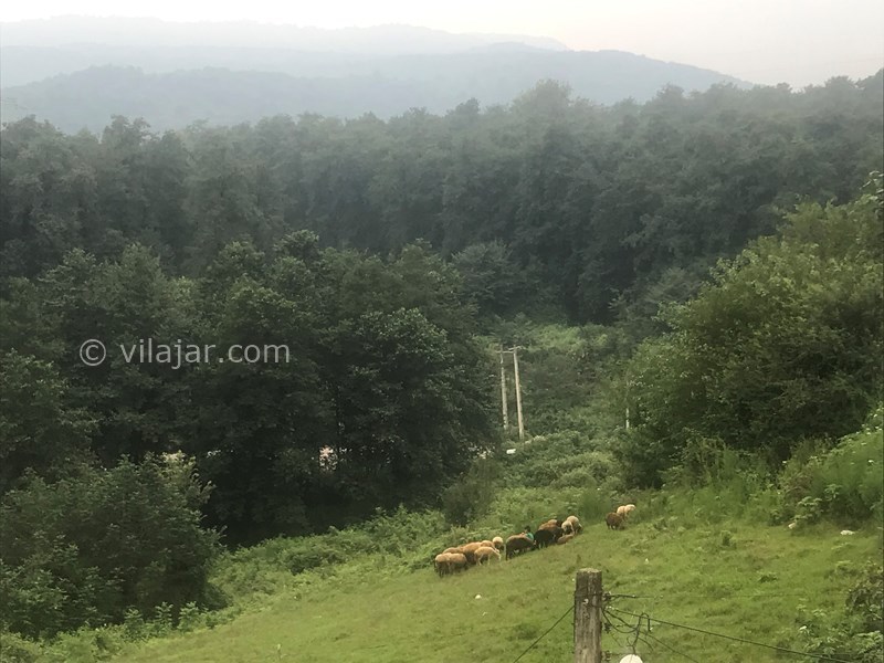 عکس شماره 609697 - اجاره ویلا در سوادکوه شیرگاه - ویوتراس