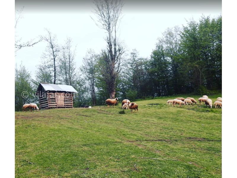 عکس شماره 611850 - اقامتگاه بومگردی گیلان تاج کلبه 2 -