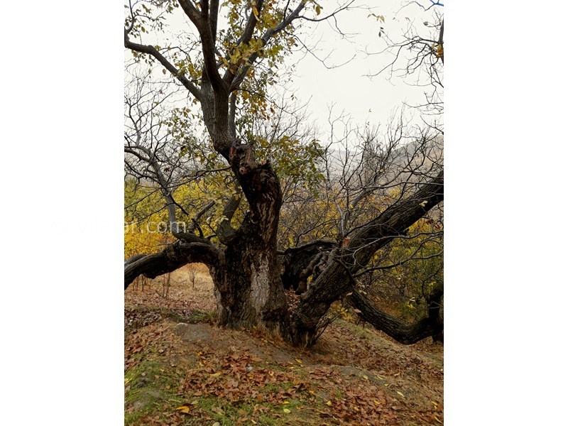 عکس شماره 612939 - اقامتگاه بوم گردی ترلان - درخت ۷۰۰ساله معروف به گردوی ولیخان
