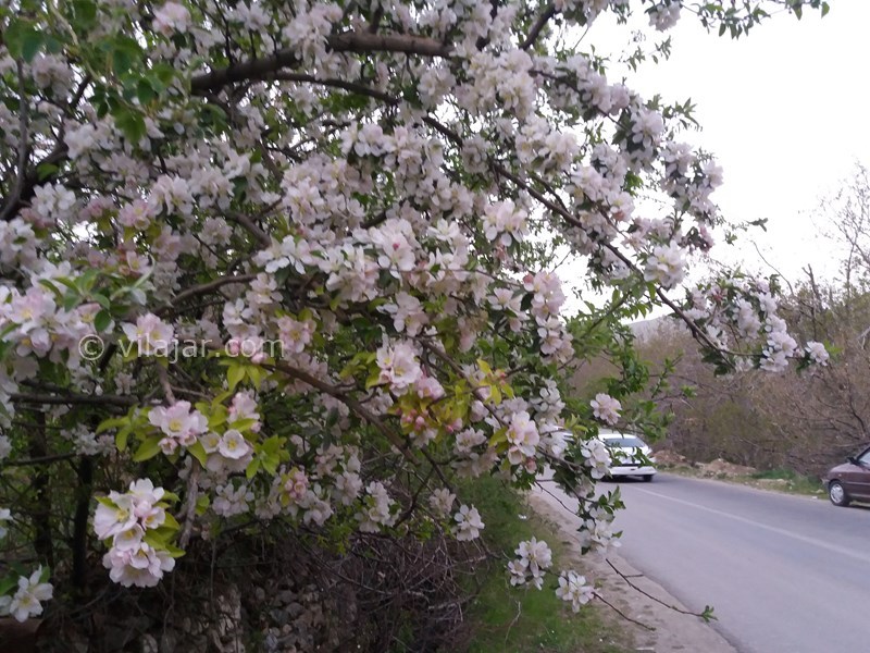 عکس شماره 612960 - اقامتگاه بوم گردی ترلان - بهار دهکده تاریخی و گردشگری ترخین آباد