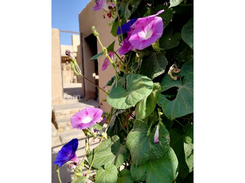 عکس شماره 613179 - اقامتگاه بومگردی قلعه امیرخان - 