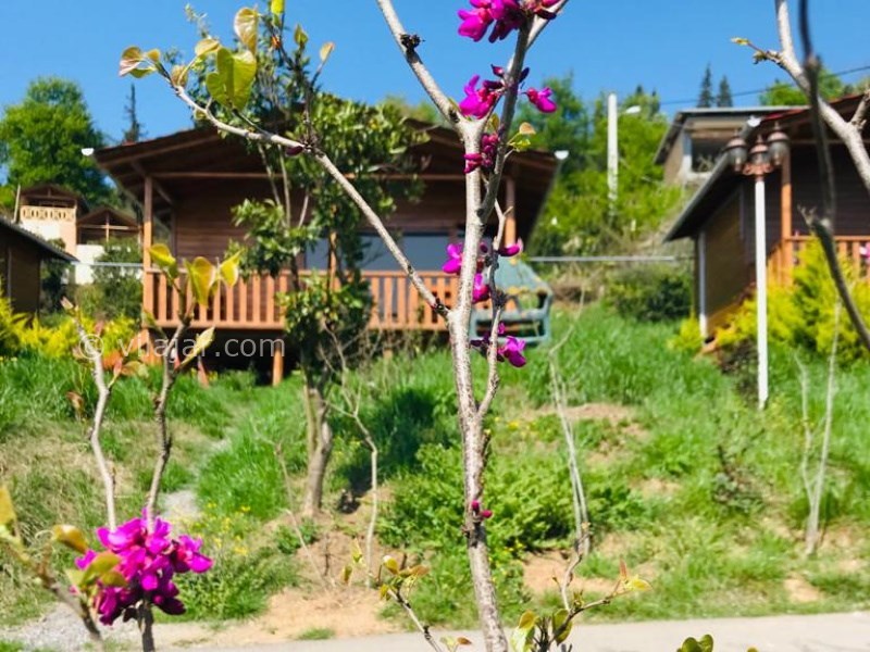 عکس شماره 614038 - اجاره کلبه چوبی الیزه در شیرگاه - 