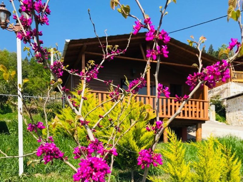 عکس شماره 614040 - اجاره کلبه چوبی الیزه در شیرگاه - 