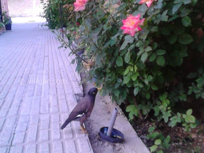 عکس شماره 614088 - اقامتگاه بومگردی ترنج ده چشمه -