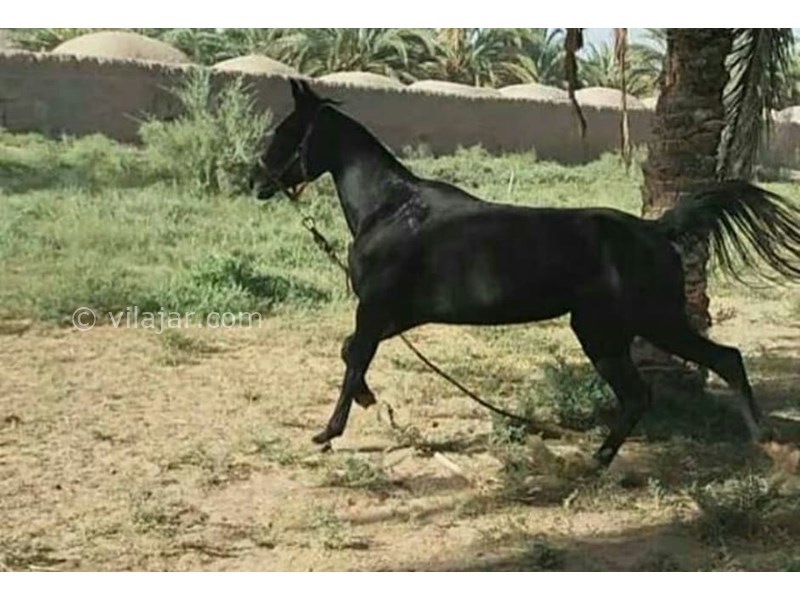 عکس شماره 614569 - اقامتگاه بومگردی سمیر آمیز - 