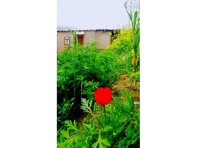 عکس شماره 615358 - اقامتگاه ترکمن یاشار -