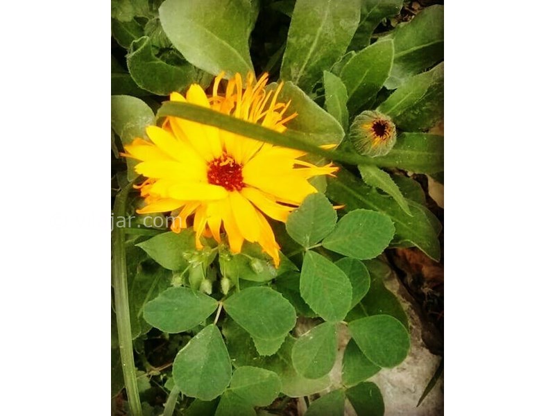 عکس شماره 615953 - اقامتگاه بومگردی ماه جون - 