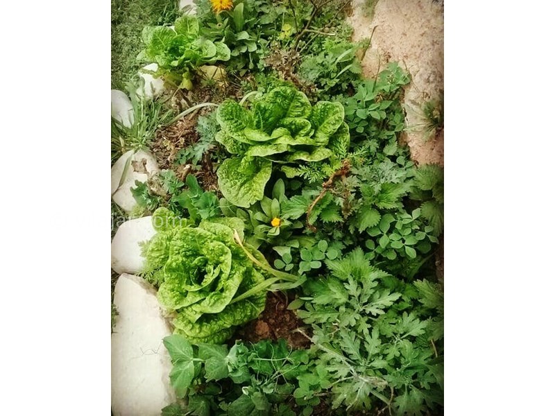 عکس شماره 615959 - اقامتگاه بومگردی ماه جون - 