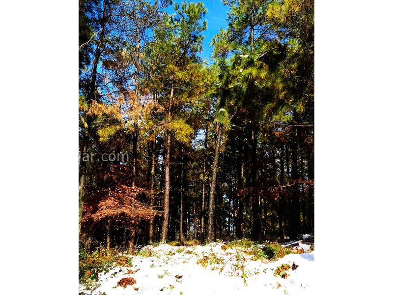 عکس شماره 616108 - اقامتگاه بومگردی تی تی ناز -