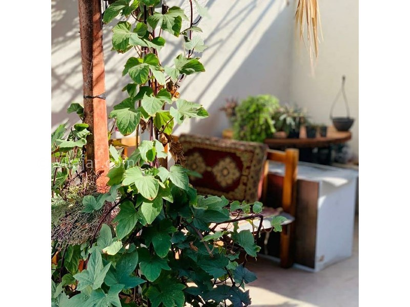 عکس شماره 616434 - اقامتگاه بومگردی گبگو - 