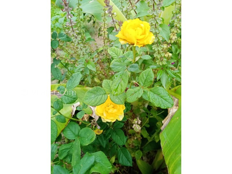 عکس شماره 616742 - اقامتگاه بومگردی گبگو - 