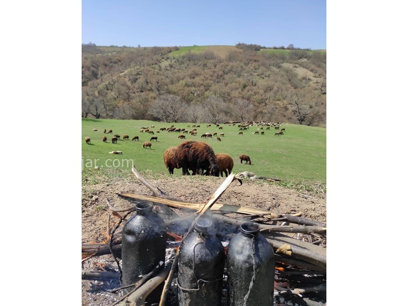 عکس شماره 617854 - اقامتگاه بومگردی افرا - 