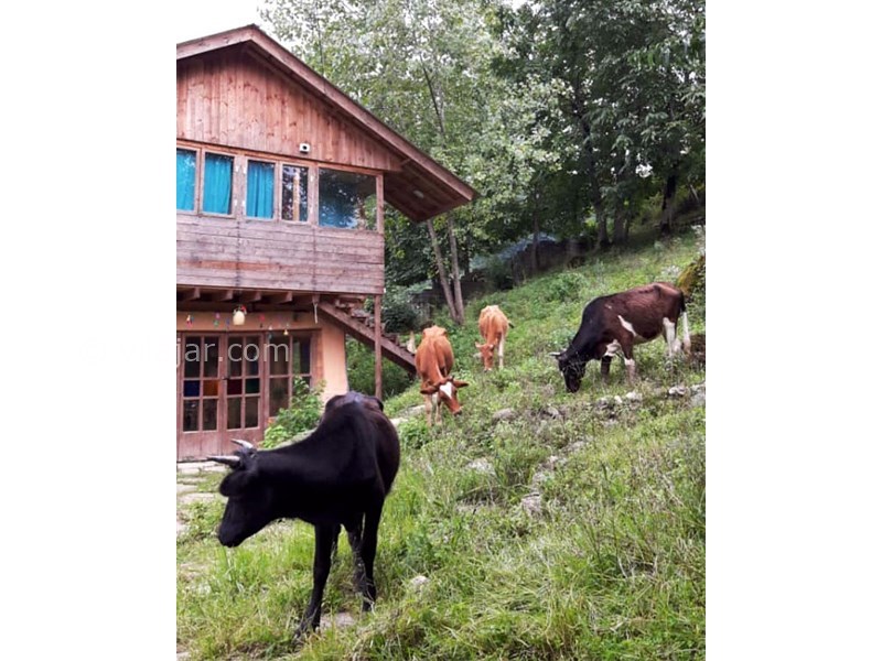 عکس شماره 617861 - اقامتگاه بومگردی کلبه چوبی -