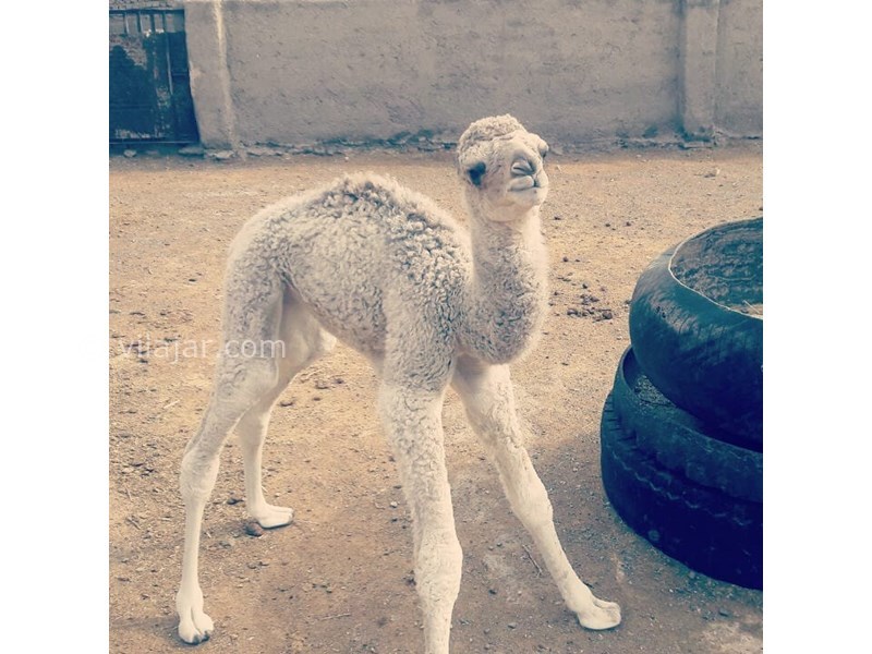 عکس شماره 618251 - کاروانسرای رباط خوشاب - 