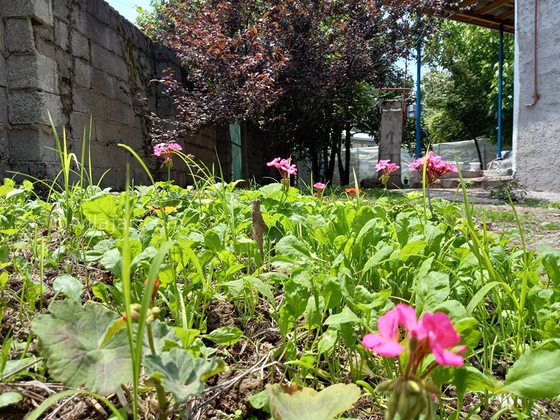 عکس شماره 619594 - اجاره خانه ویلایی در ماسال - باغچه