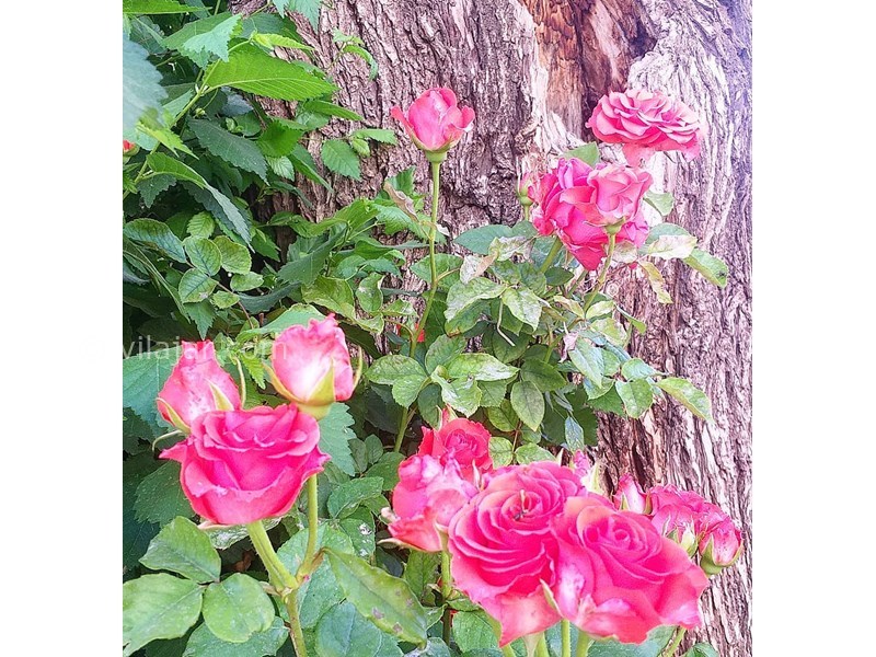 عکس شماره 620001 - اقامتگاه بومگردی خانه رویایی - 