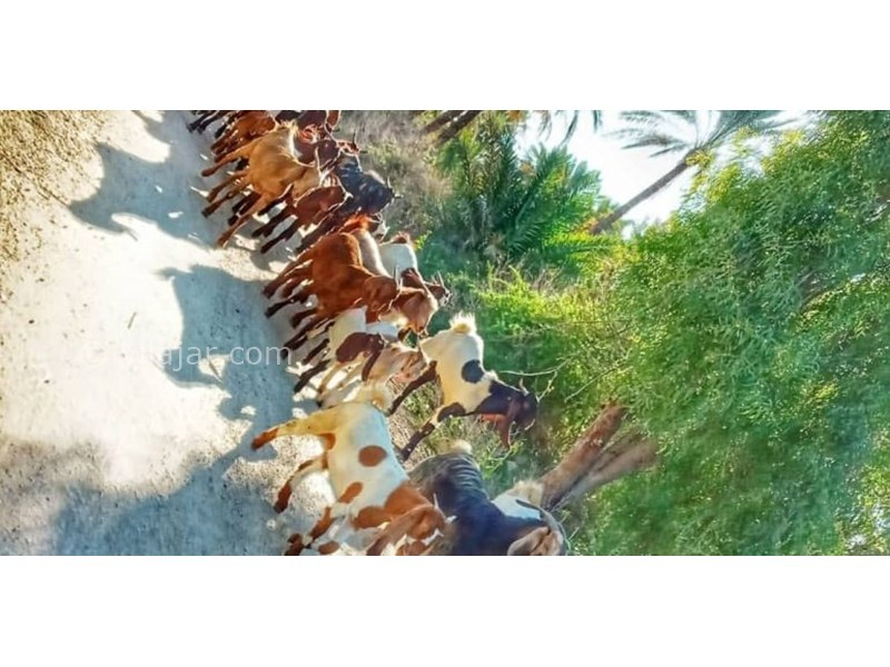 عکس شماره 620557 - اقامتگاه بومگردی به نشین نگین سبز - 