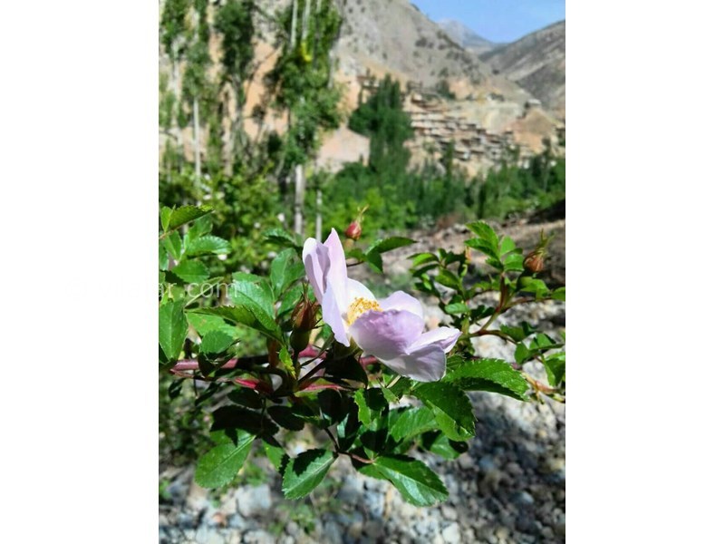 عکس شماره 621612 - اقامتگاه بومگردی سرآقا سید -