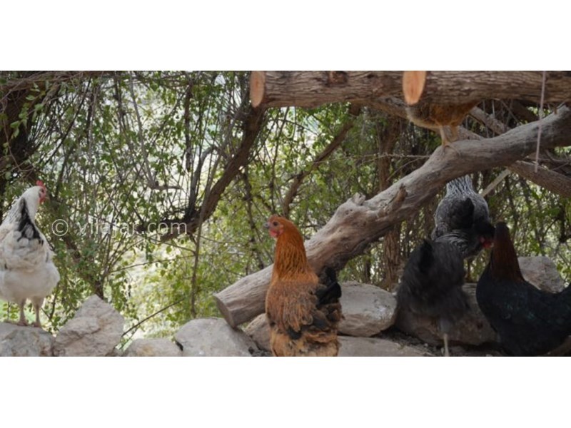 عکس شماره 622298 - اقامتگاه بومگردی عشایری پاپیلا - 