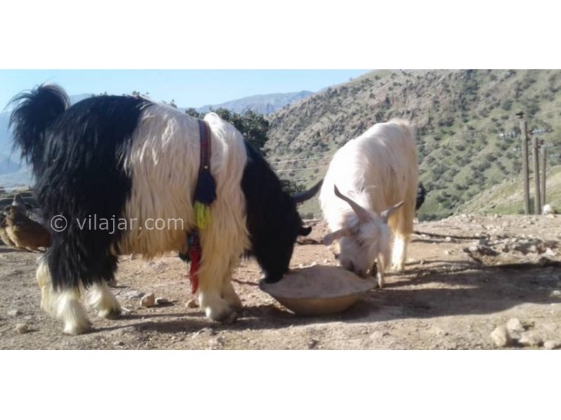 عکس شماره 622301 - اقامتگاه بومگردی عشایری پاپیلا - 