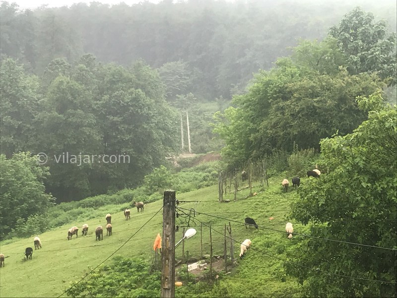 عکس شماره 622511 - اجاره ویلا در سوادکوه شیرگاه - 