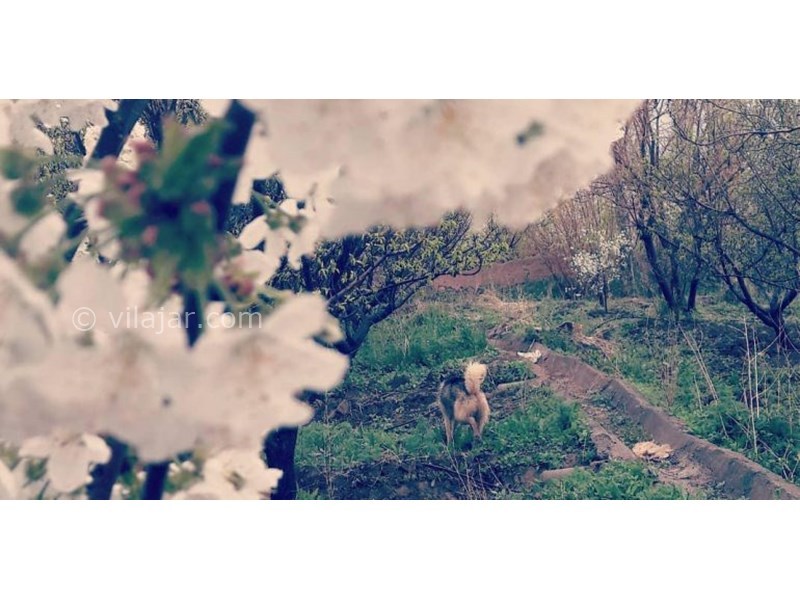 عکس شماره 622625 - اقامتگاه بوم گردی عارف خرقانی - 