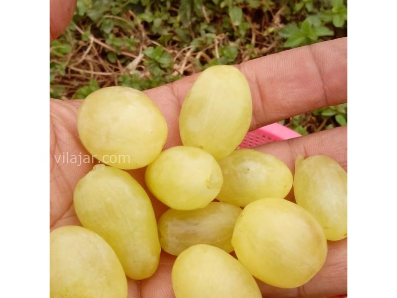 عکس شماره 622704 - اقامتگاه بوم گردی کندر کهن -