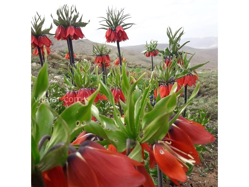 عکس شماره 622746 - اقامتگاه بوم گردی کومه کلار - 