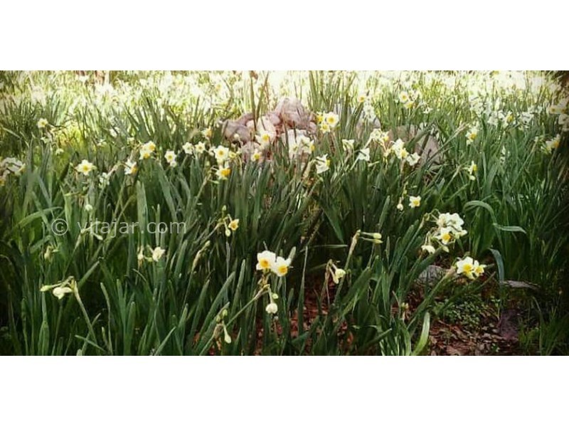 عکس شماره 623468 - اقامتگاه بومگردی جاماسب -