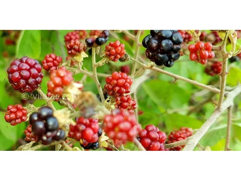 عکس شماره 624246 - اقامتگاه بومگردی سروک - 