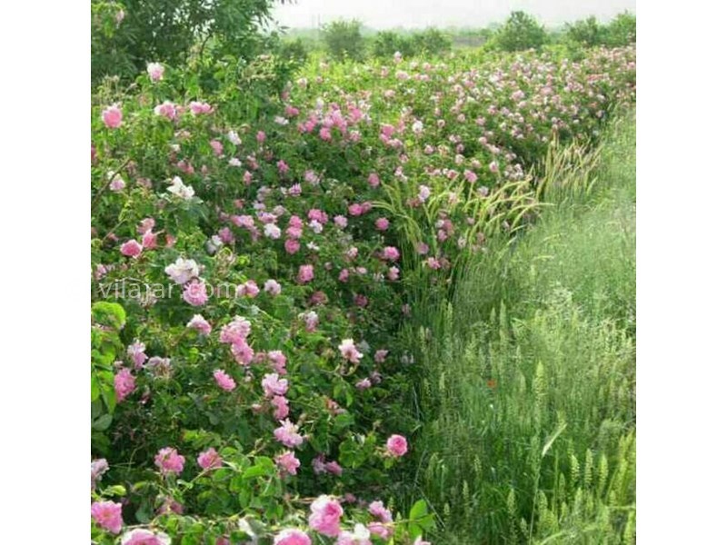 عکس شماره 624261 - اقامتگاه بوم گردی باچان - 