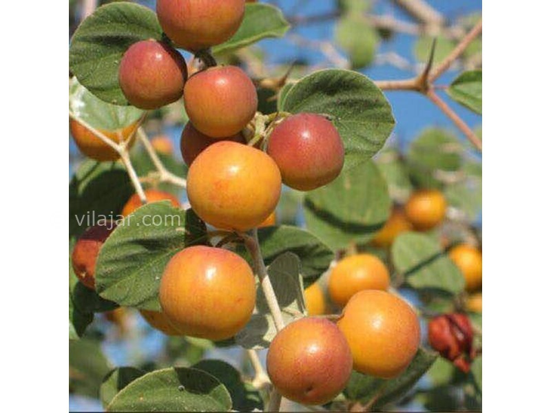 عکس شماره 624270 - اقامتگاه بوم گردی باچان - 