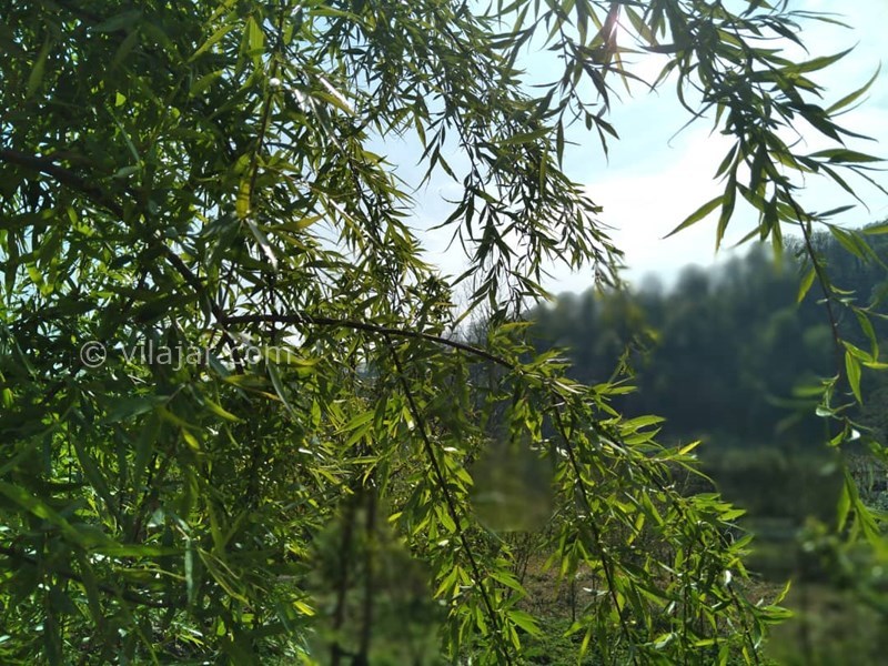 عکس شماره 624673 - اجاره ویلا در قلعه رودخان - 