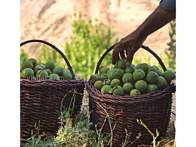 عکس شماره 625360 - اقامتگاه بوم گردی تریفه - 