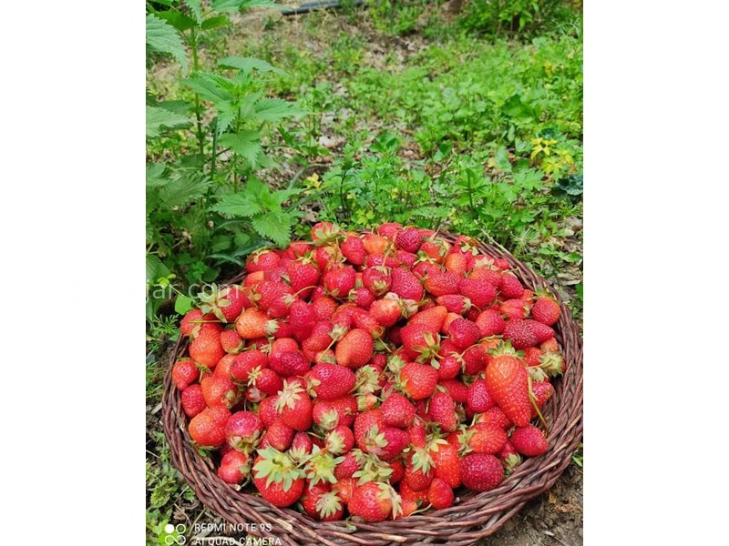 عکس شماره 625394 - اقامتگاه بومگردی سروک - 